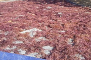 Seaweed from Tanzania